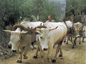 One ox pulling away